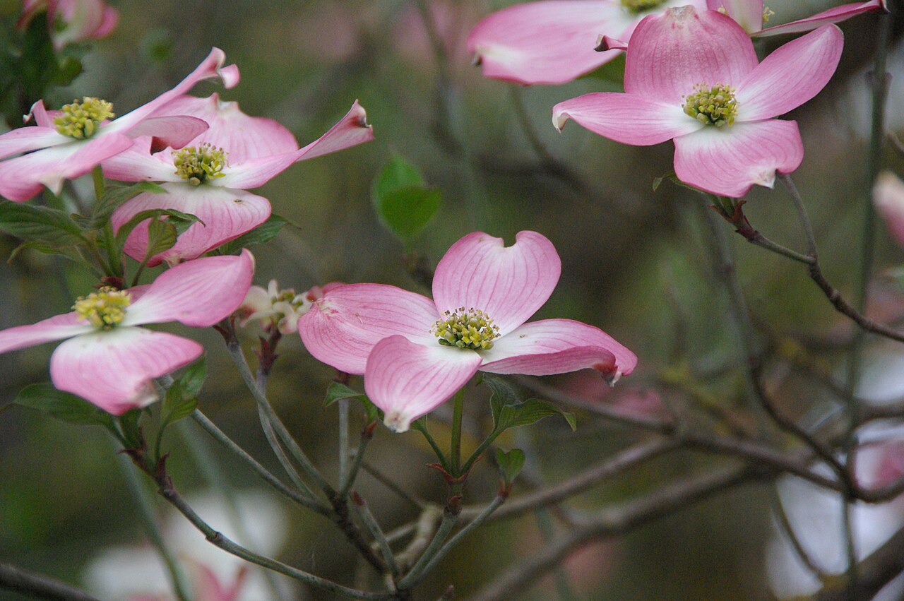 arbre fleurs roses