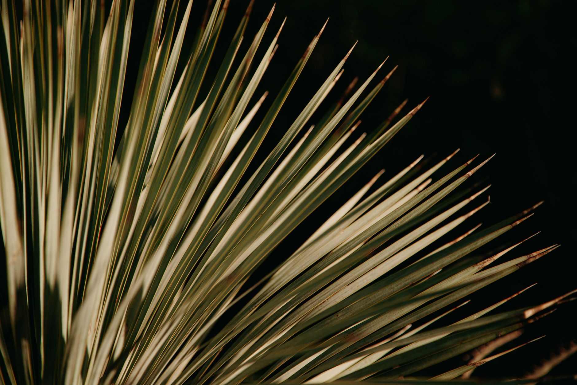 yucca feuilles jaunes